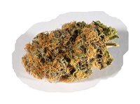 OMCA #2 Winner: Hash Plant (Tied for 2)